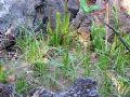 Cyperus esculentus